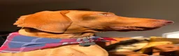 Hungarian Vizsla dogs for sale: Beautiful 7-month-old female Vizsla - Advert 1