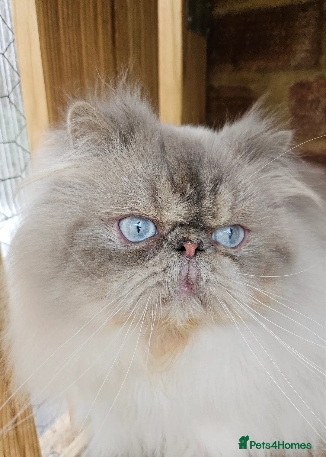 Persian cats for stud: PKD Clear Proven Persian Stud  - Advert 4