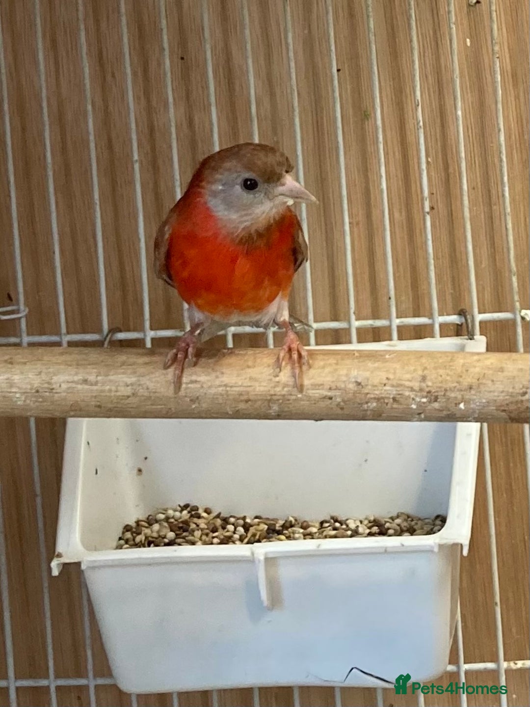 Finches birds for sale: RED SISKINS MUTATIONS  - Image 9