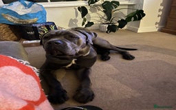 Cane Corso dogs for sale: Kylo  - Image 3