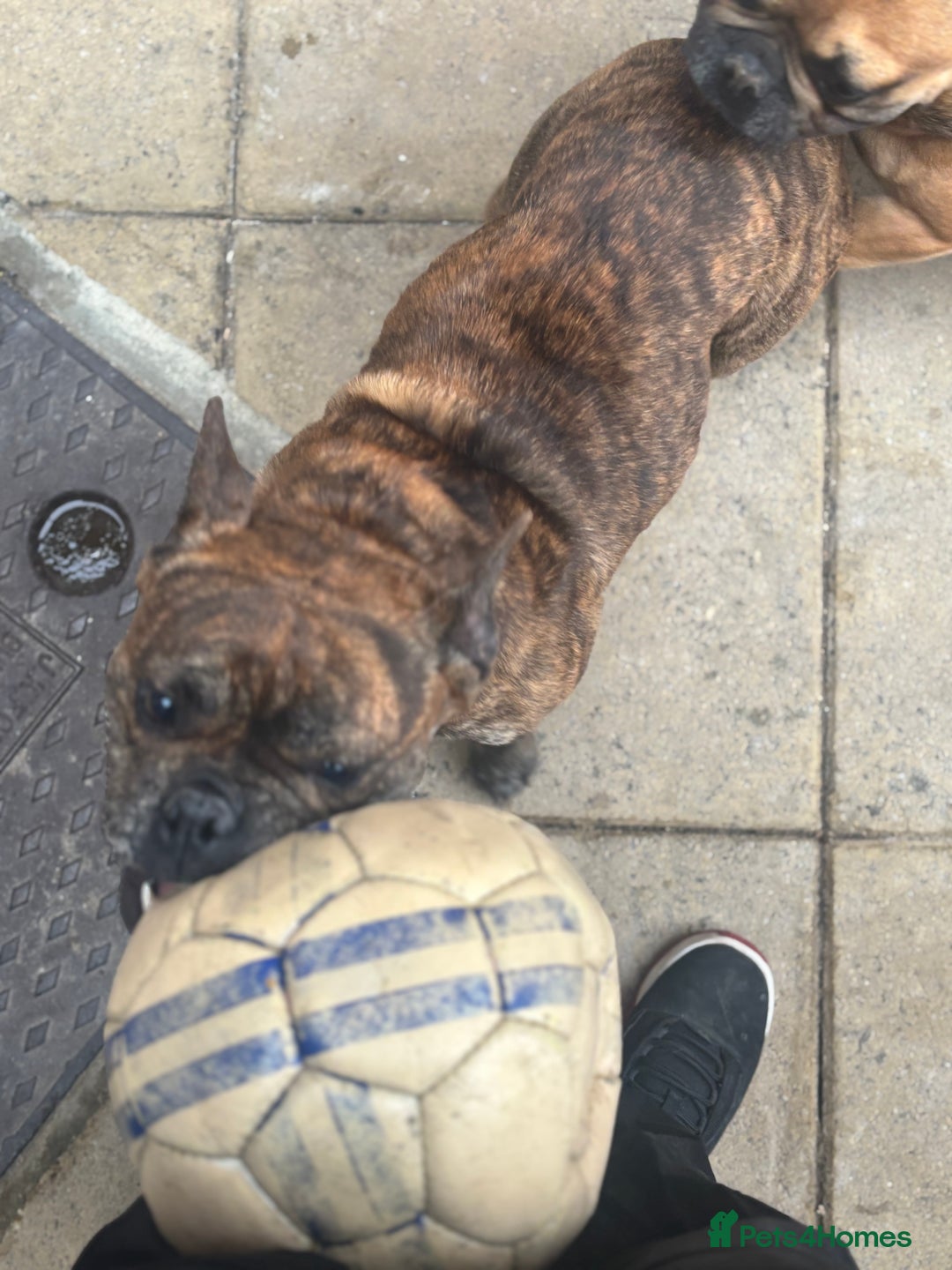 Mixed Breed dogs for sale: Dora  - Image 6