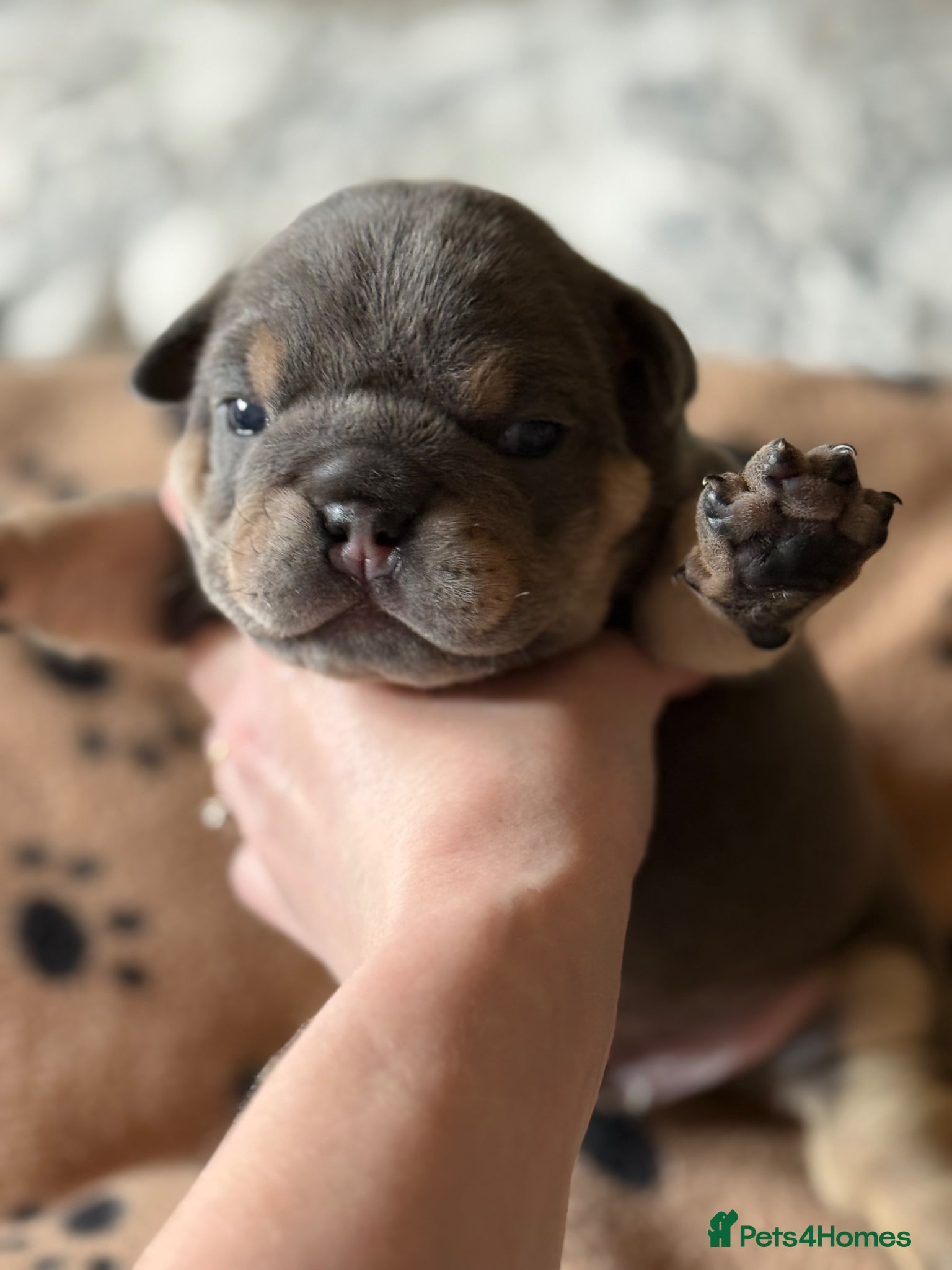 English Bulldog dogs KC English bulldog puppies  - Advert 2