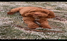 Cockapoo dogs for sale: Cockerpoo  in Carmarthen - Image 19