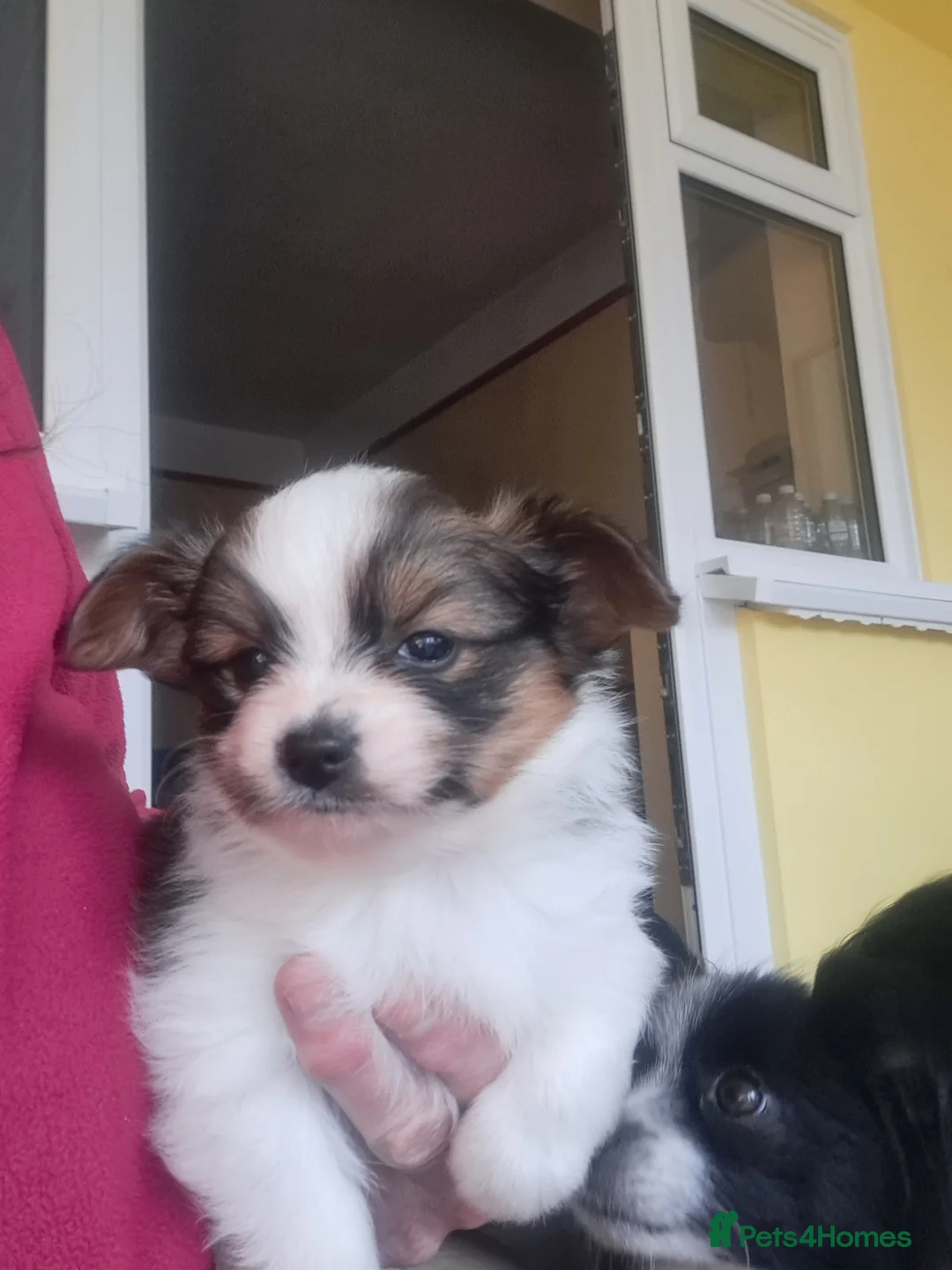 Papillon dogs for sale: Papillon puppies  in Frinton-on-Sea - Advert 7