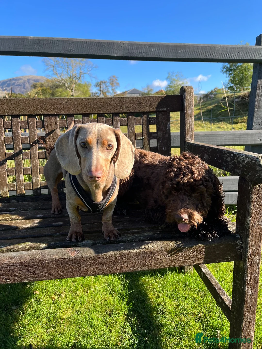 Miniature Dachshund dogs for sale: 4 year old beautiful dachshund in Blaenau Ffestiniog - Advert 2