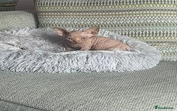 Sphynx cats for sale: Sphynx kittens  - Advert 1