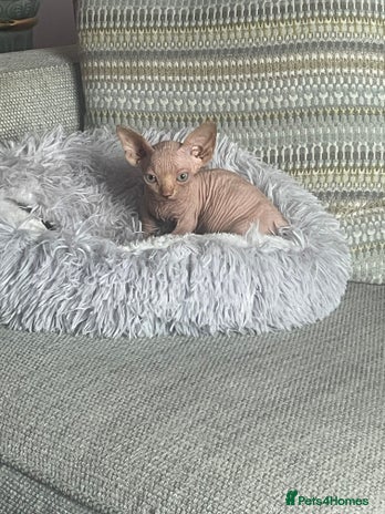 Sphynx cats - Advert 11