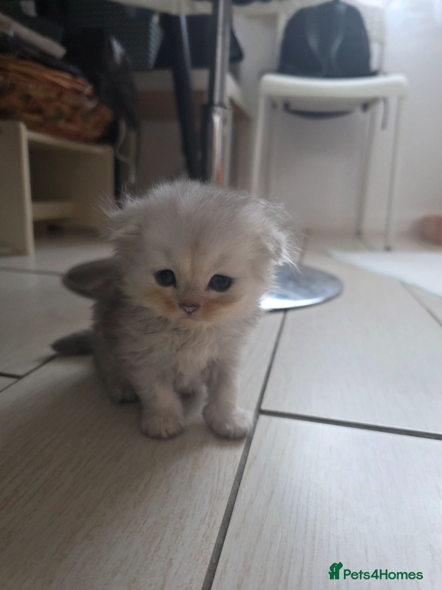 Scottish Fold cats Only 2 left!! Beautiful Scottish Fold Kittens  - Advert 2