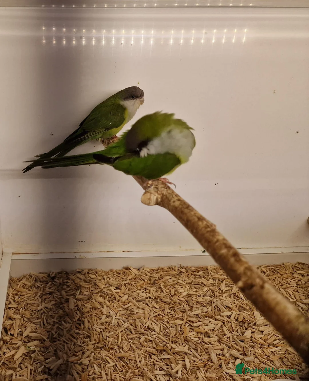 Parakeets birds for sale: Sierra (grey hooded) parakeets - Advert 4