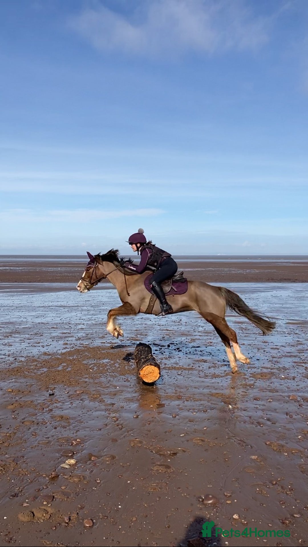 Other Breed horses for sale: 14’2 13 year old quantock hill pony mare - Image 3