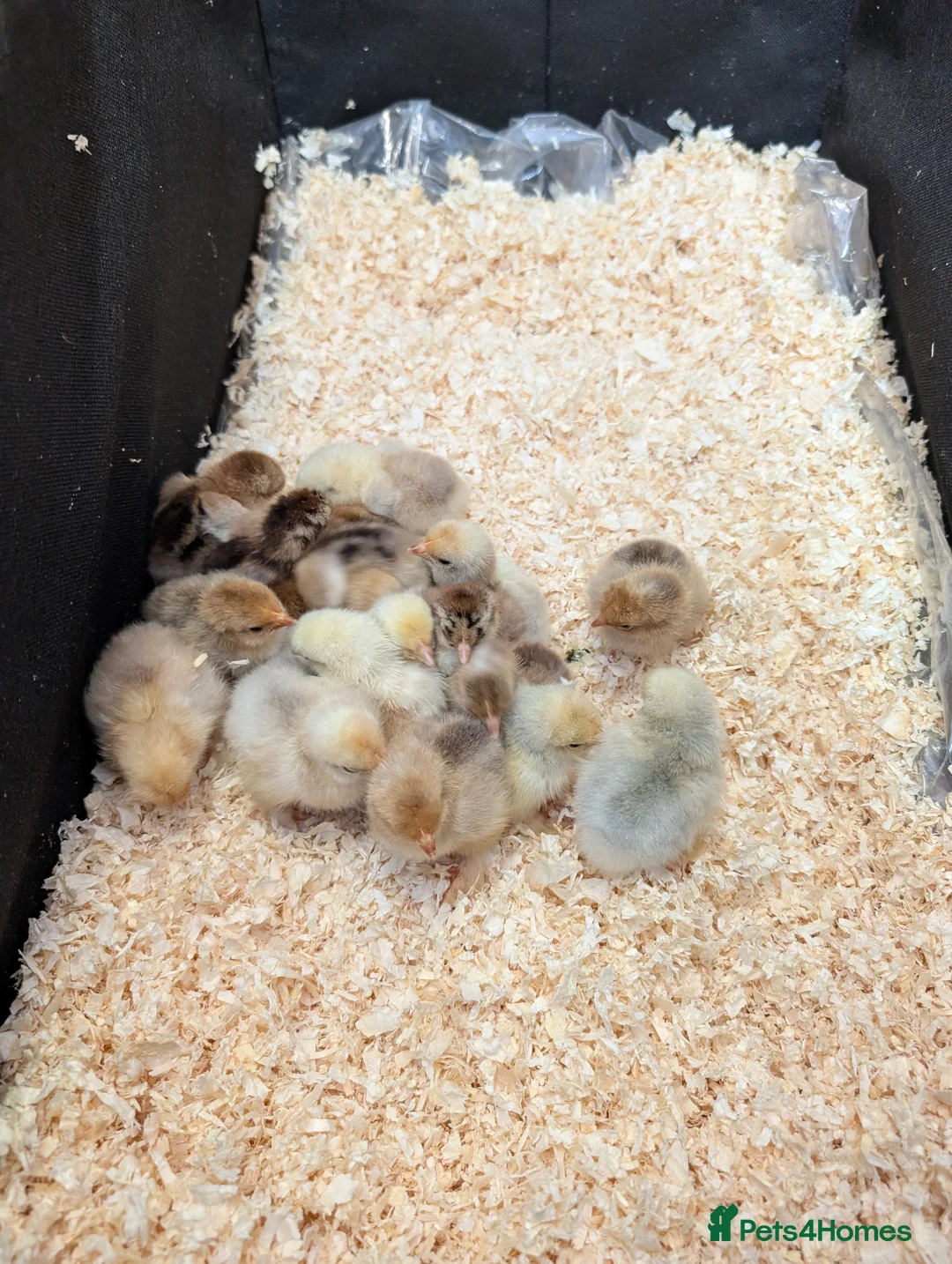 Chickens poultry for sale: Pekin bantam female growers/day old chicks  - Advert 9