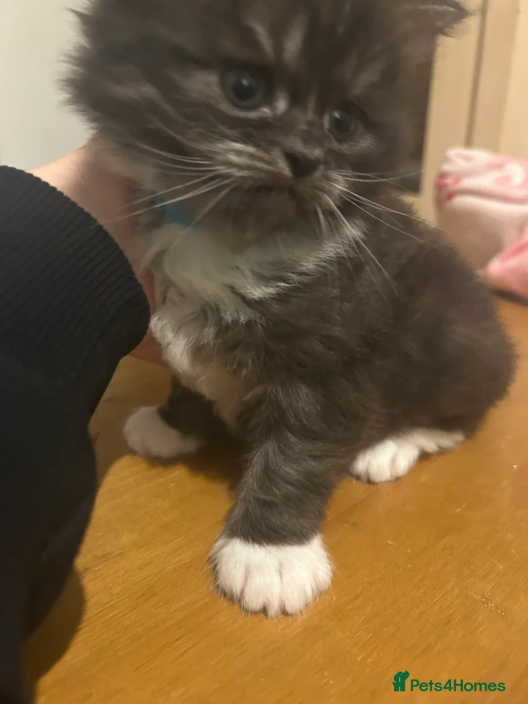 British Longhair cats for sale: British Longhaired  - Advert 4