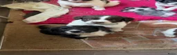 Sprollie dogs for sale: Springer x Collie in Lydney - Advert 25