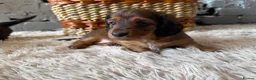 Miniature Dachshund dogs for sale: Beautiful Miniature Dachshund Puppies - Advert 9