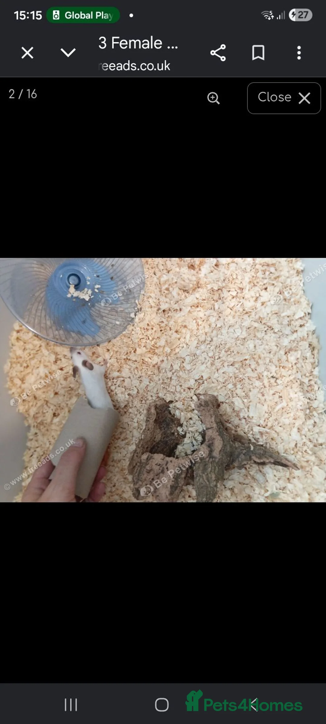 Mouse rodents for sale: 3 female mouse Siamese and cage  - Advert 2