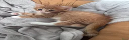 Mixed Breed cats for sale: 🐾 ✨ Kittens ready this weekend 🧡💛 - Advert 12