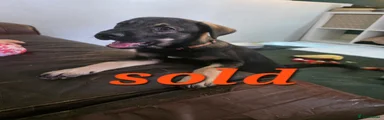 Orange collar