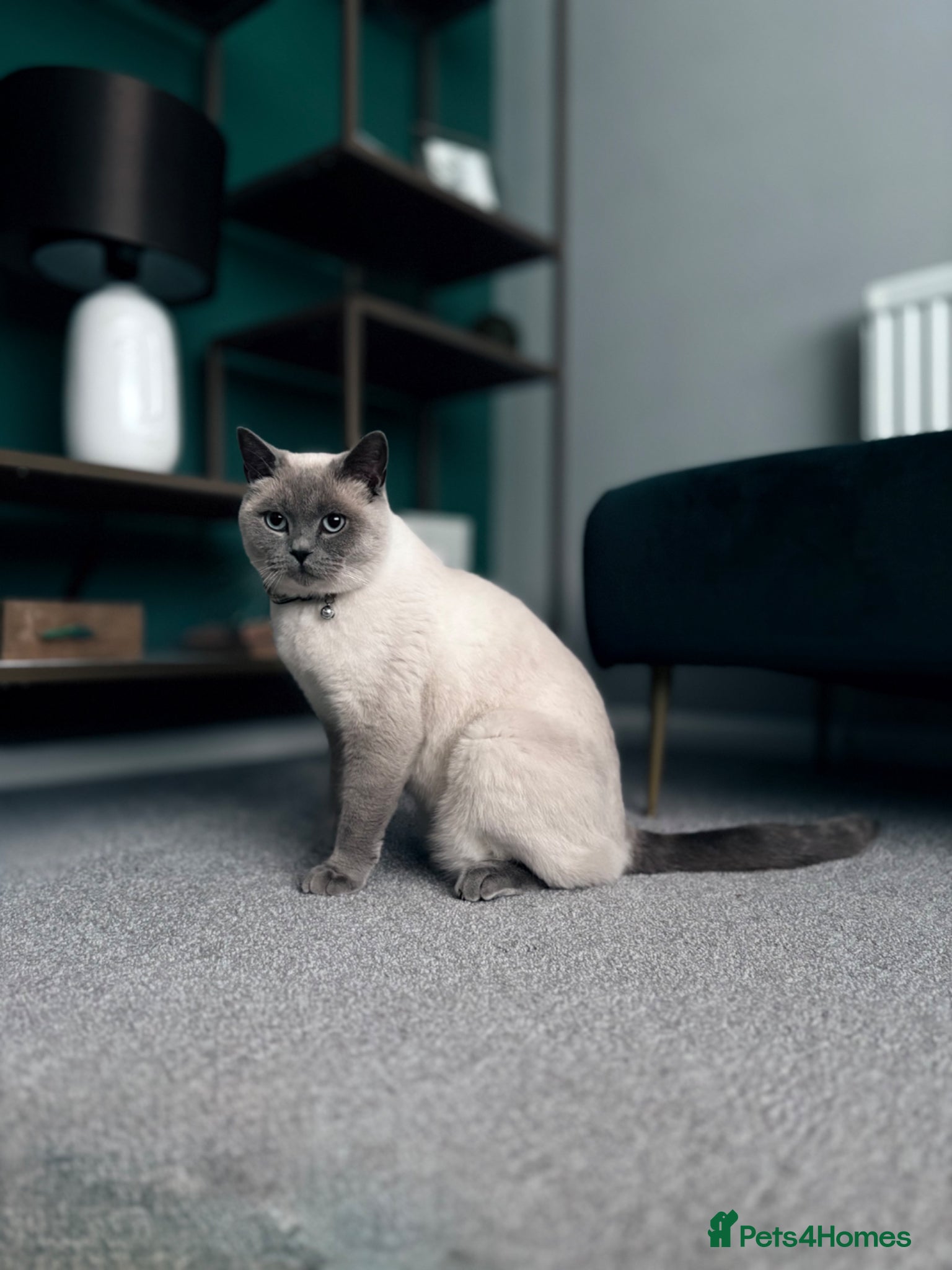 British Shorthair cats Blue point British shorthair male - Advert 2