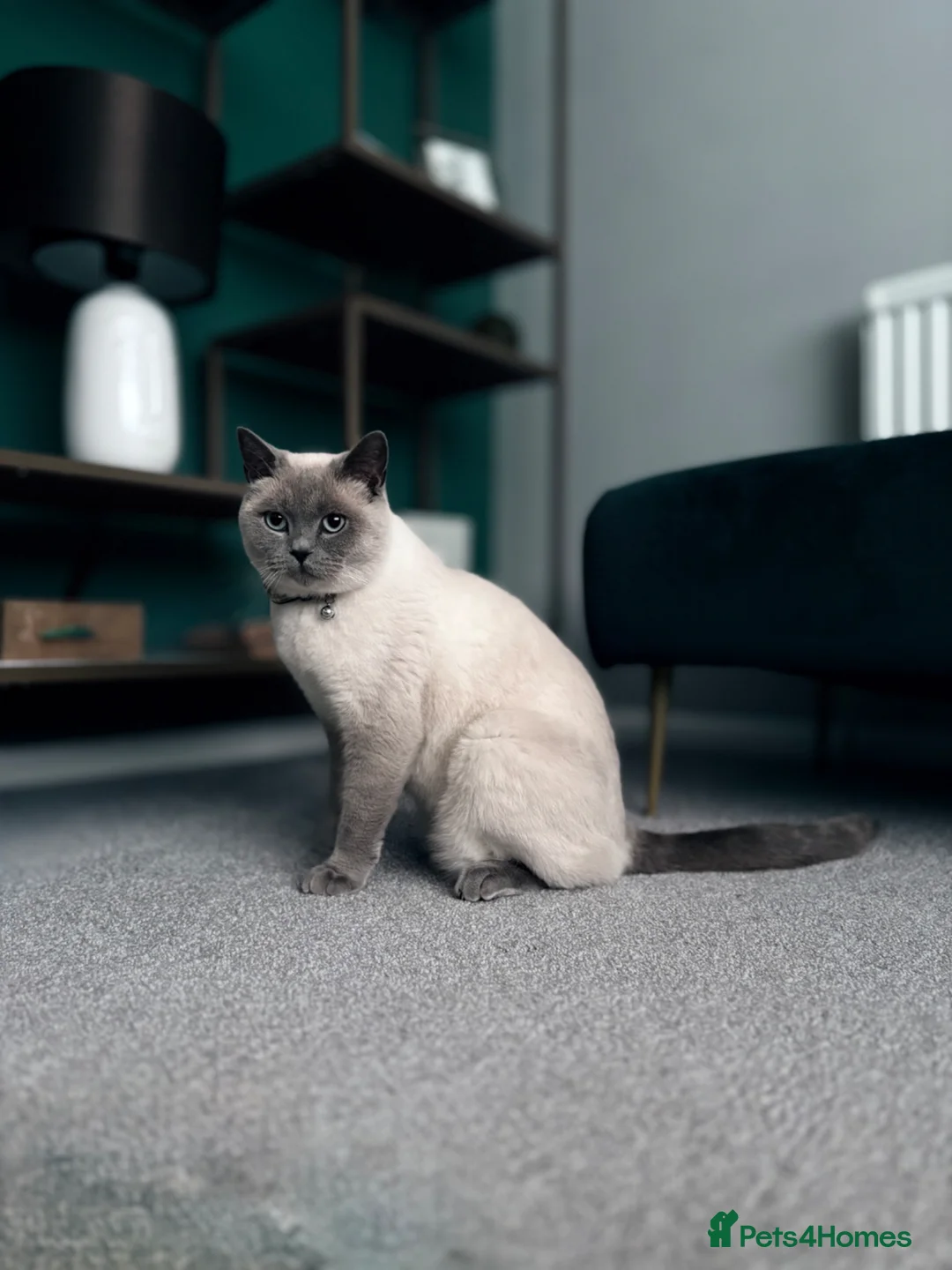 British Shorthair cats for sale: Blue point British shorthair male - Advert 1