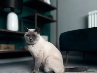 British Shorthair cats Blue point British shorthair male - Advert 2