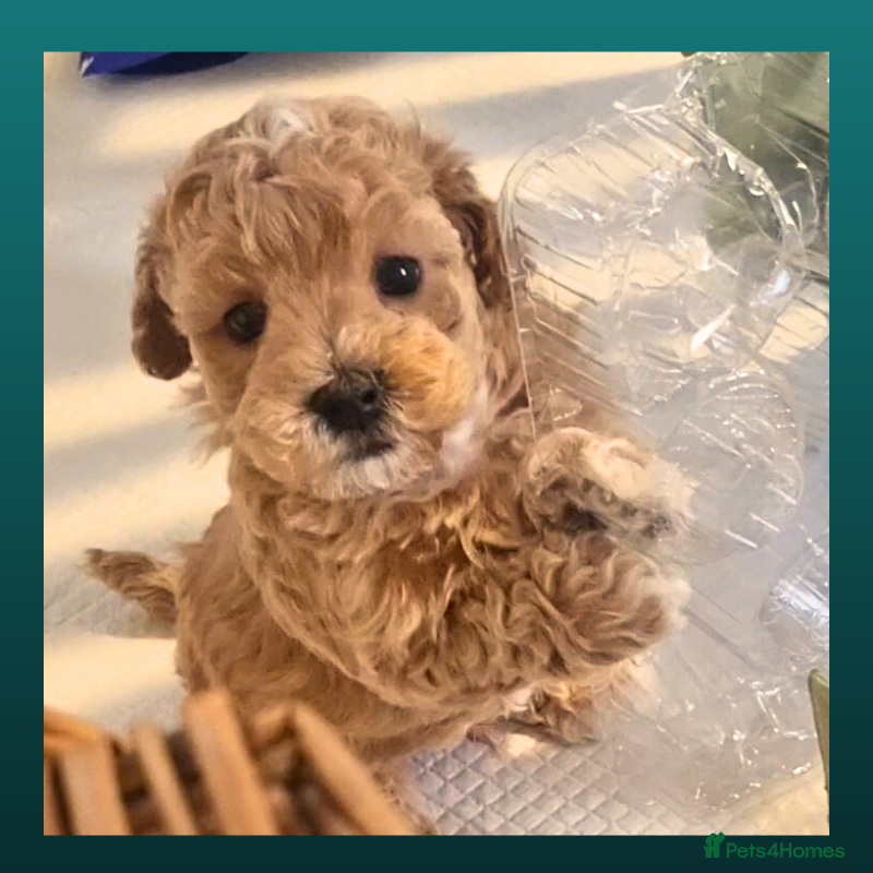 Maltipoo dogs Family-Raised Toy Maltipoo, DNAClear, 3GenPedigree - Advert 6