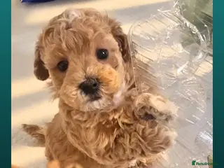 Maltipoo dogs Family-Raised Toy Maltipoo, DNAClear, 3GenPedigree - Advert 6