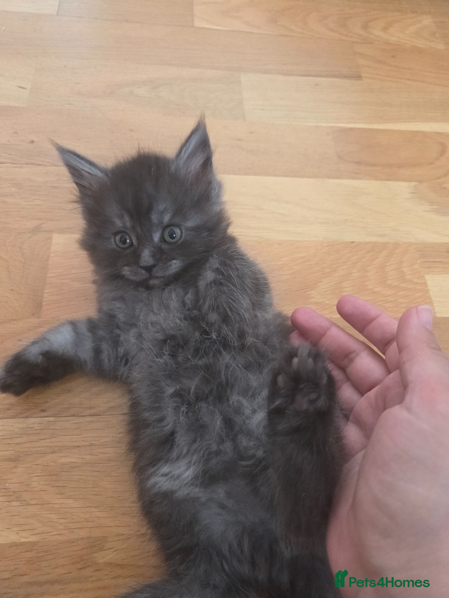 Maine Coon cats Gorgeous Playful Maine Coon Mix Kittens - Advert 18