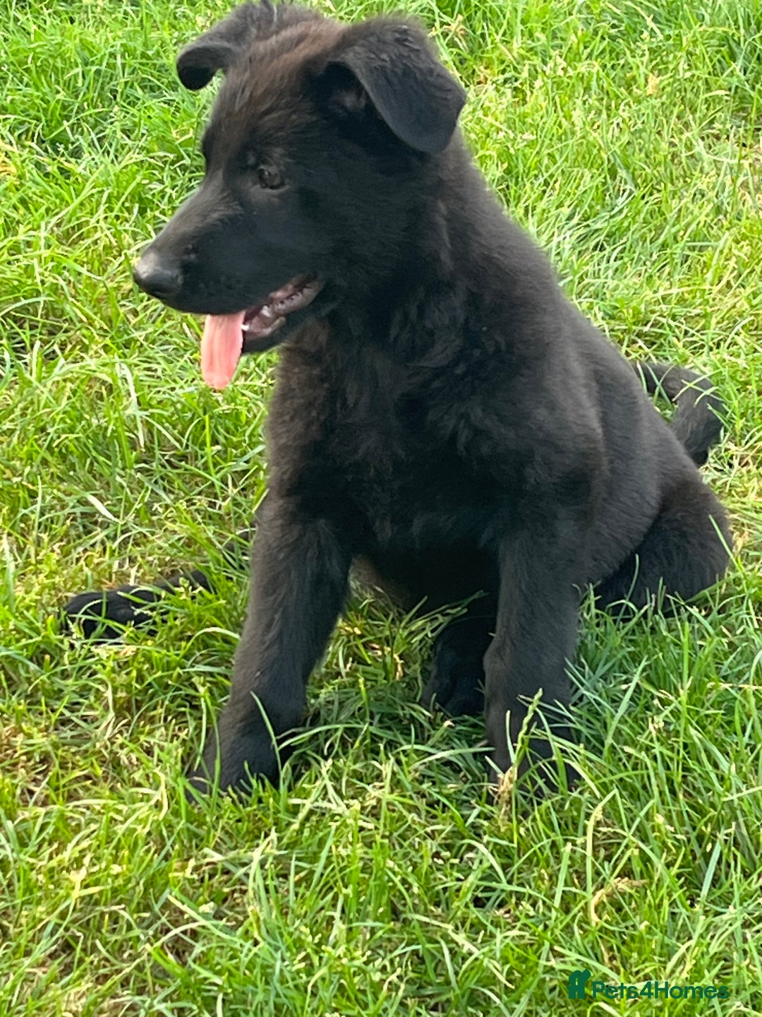German Shepherd dogs for sale: REDUCE PRICE  - Image 29