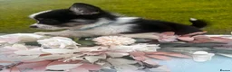 Welsh Corgi Pembroke dogs for sale: Stunning champion breed Tri Corgi Puppies  - Advert 21