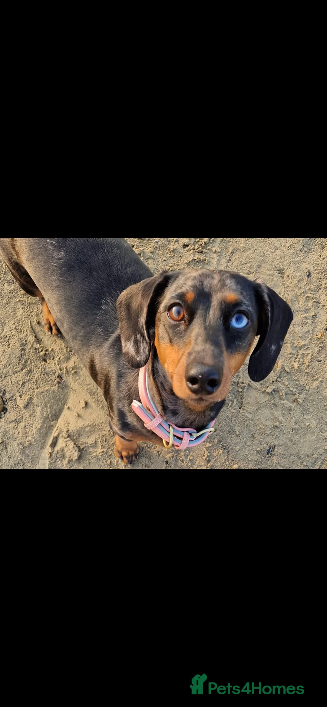 Miniature Dachshund dogs for sale: 1 male 1 female KC registered puppies  - Advert 6