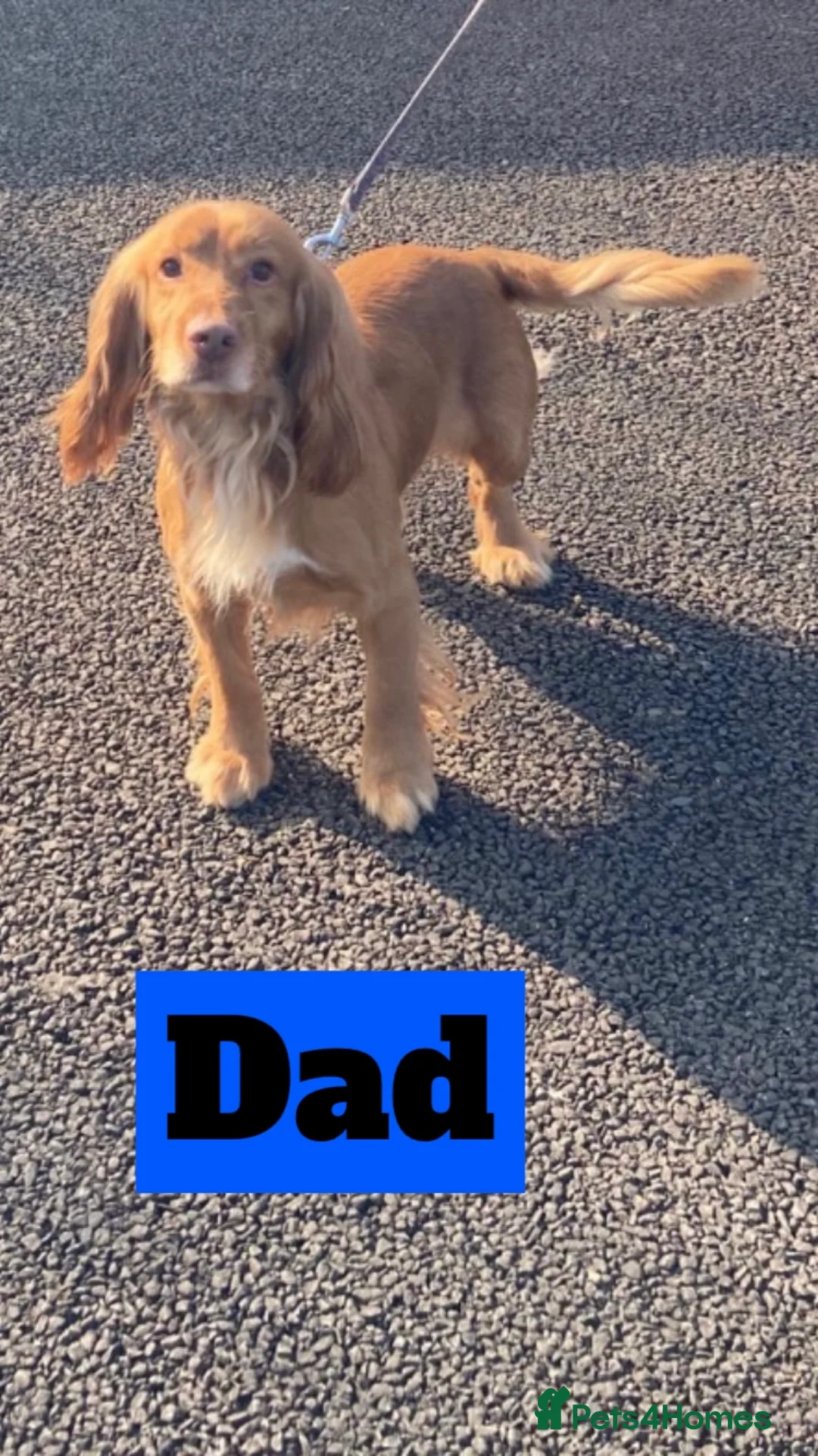 Cockerdor dogs for sale: Labrador x cocker spaniel pups - Advert 15