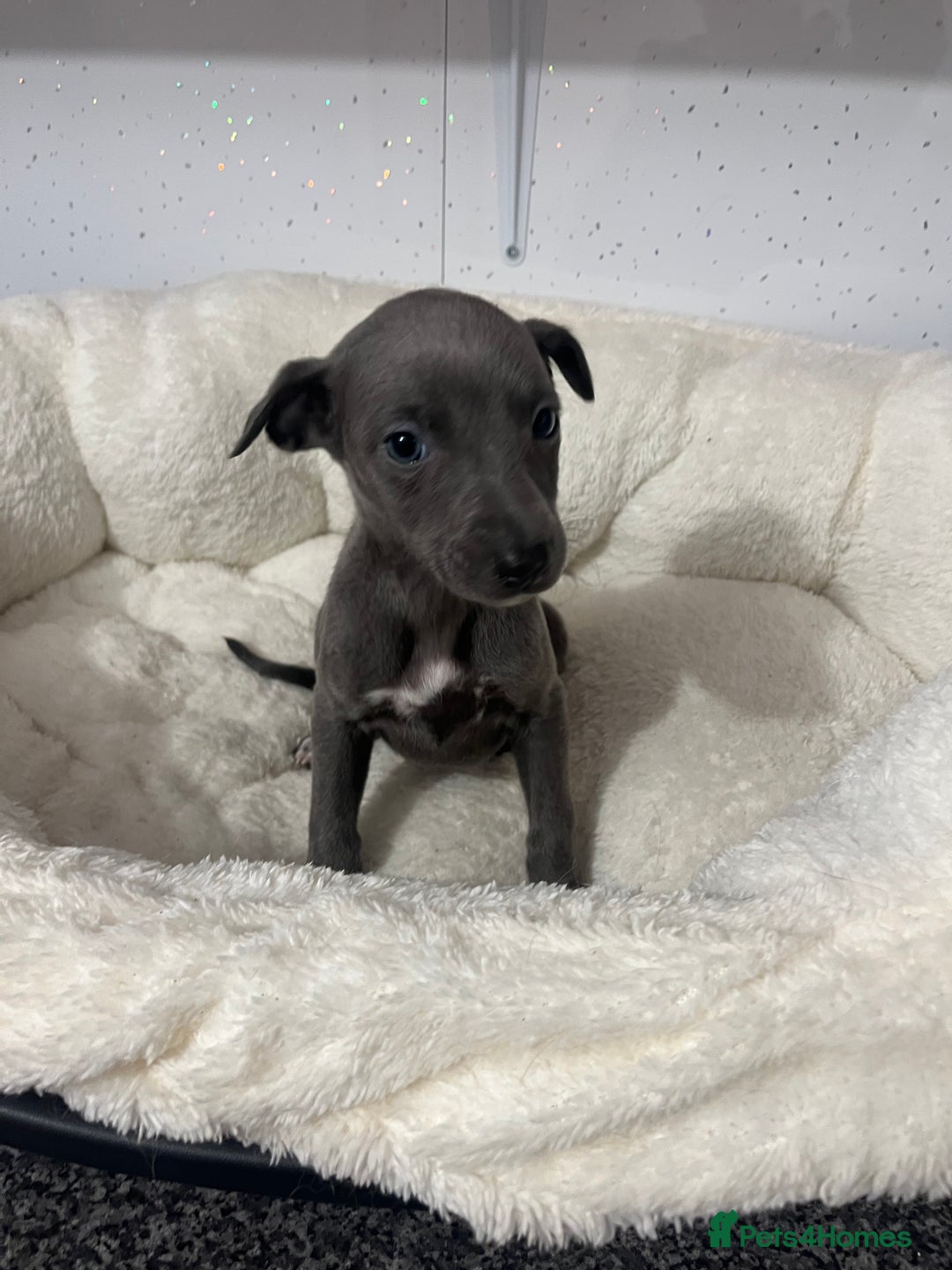 Whippet dogs for sale: Whippet  - Advert 12