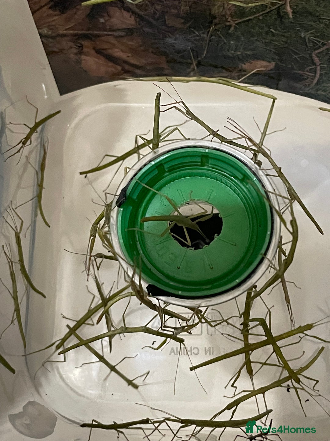 Stick Insects invertebrates for sale: Indian Stick Insects Great first pets  - Advert 1