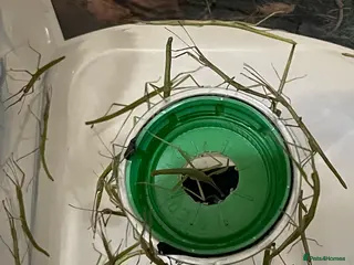 Stick Insects invertebrates Indian Stick Insects Great first pets - Advert 2