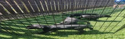Borador dogs for sale: 2 10 week old Collie Labradour cross girls - Advert 21