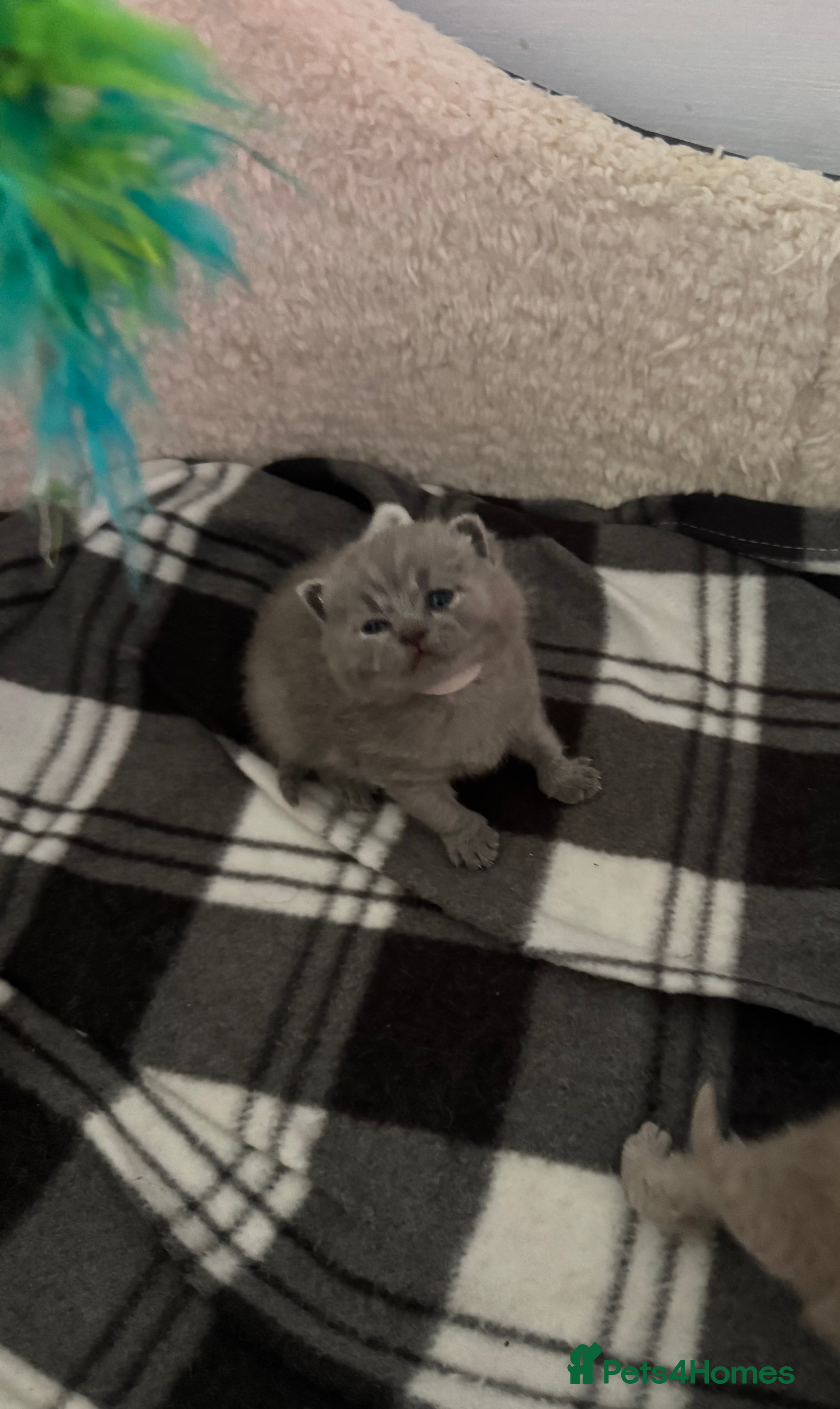 British Shorthair cats British shorthair  - Advert 12