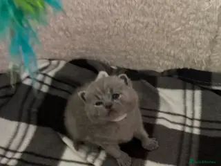 British Shorthair cats British shorthair - Advert 12