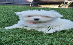 Maltese dogs for sale: BEAUTIFUL PURE MALTESE PUPPIES; fully vaccinated in ELY - Image 2