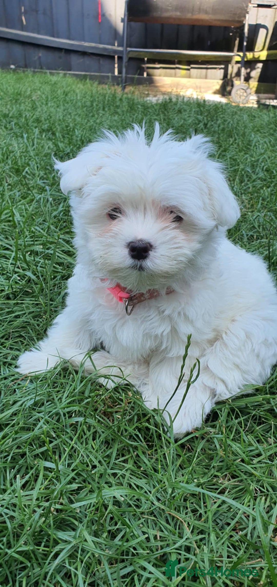 Maltese dogs for sale: BEAUTIFUL PURE MALTESE PUPPIES; fully vaccinated in ELY - Image 2