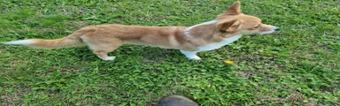 Welsh Corgi Pembroke 