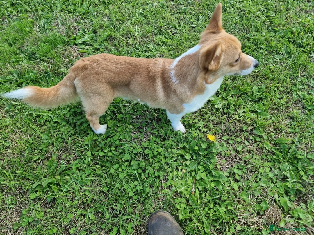 Welsh Corgi Pembroke dogs for sale: Clyde - Red & White Male  - Advert 2