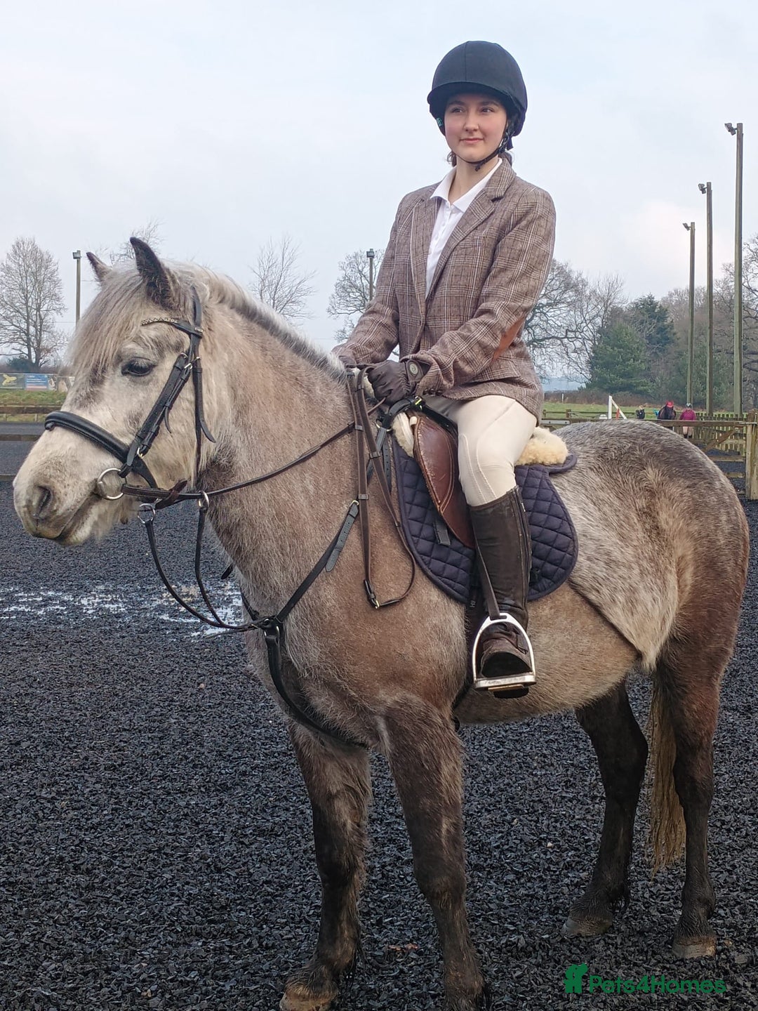 Dartmoor horses for sale: Winter Merry legs - perfect pony club pony - Image 4