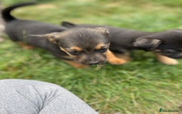 Mixed Breed dogs for sale: Jack Russell Black and Tan terrier puppies  - Image 13