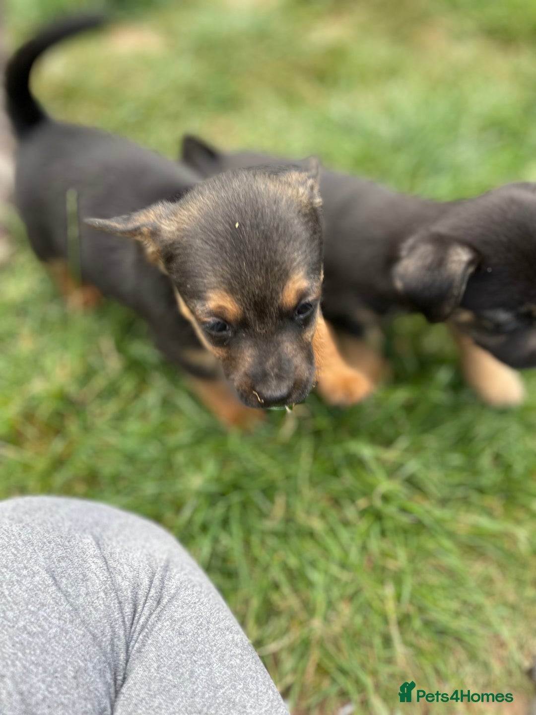 Mixed Breed dogs for sale: Jack Russell Black and Tan terrier puppies  - Image 13