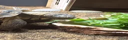 Tortoise reptiles for sale: Horsefield tortoise in Gateshead - Advert 6