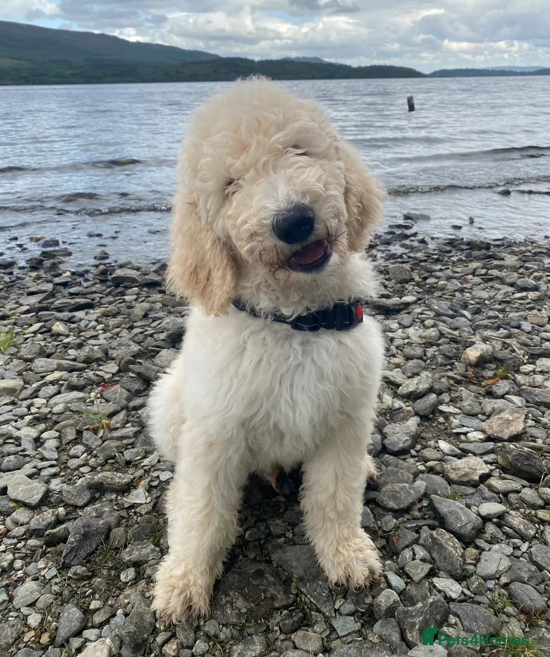 Goldendoodle dogs for stud: Goldendoodle for stud only - Advert 9