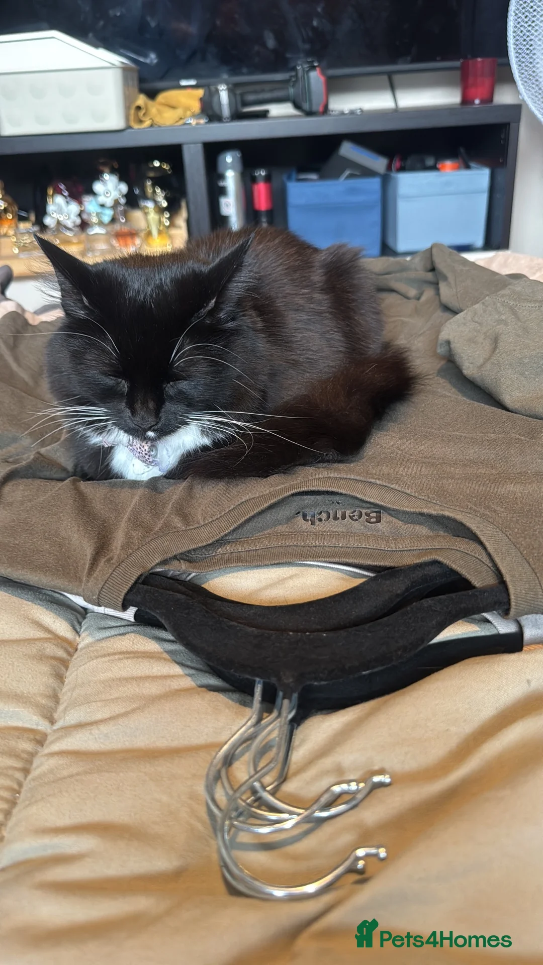 Mixed Breed cats for sale: Tuxedo cat for rehoming in Bishop's Stortford - Advert 2
