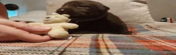 Labrador Retriever dogs for sale: Stunning 3 male labrador  in Dunmow - Advert 9