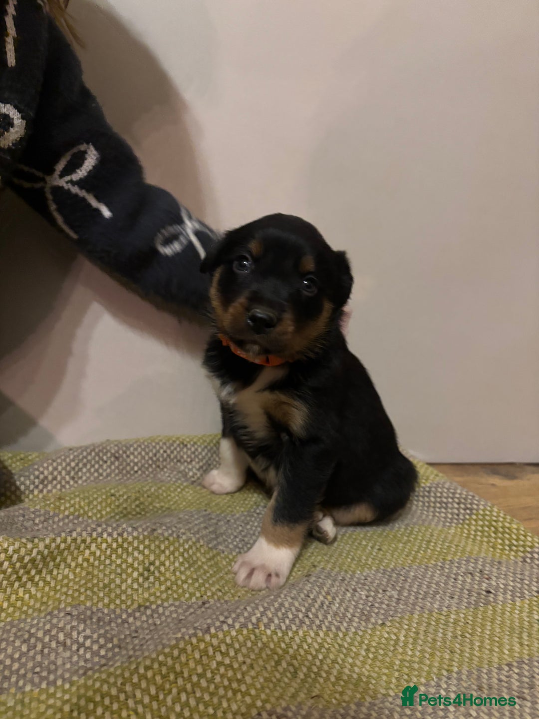 Border Collie dogs for sale: Puppies for sale  - Advert 5
