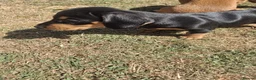 Dachshund dogs for sale: Two male dachshund puppies  in Langport - Advert 8